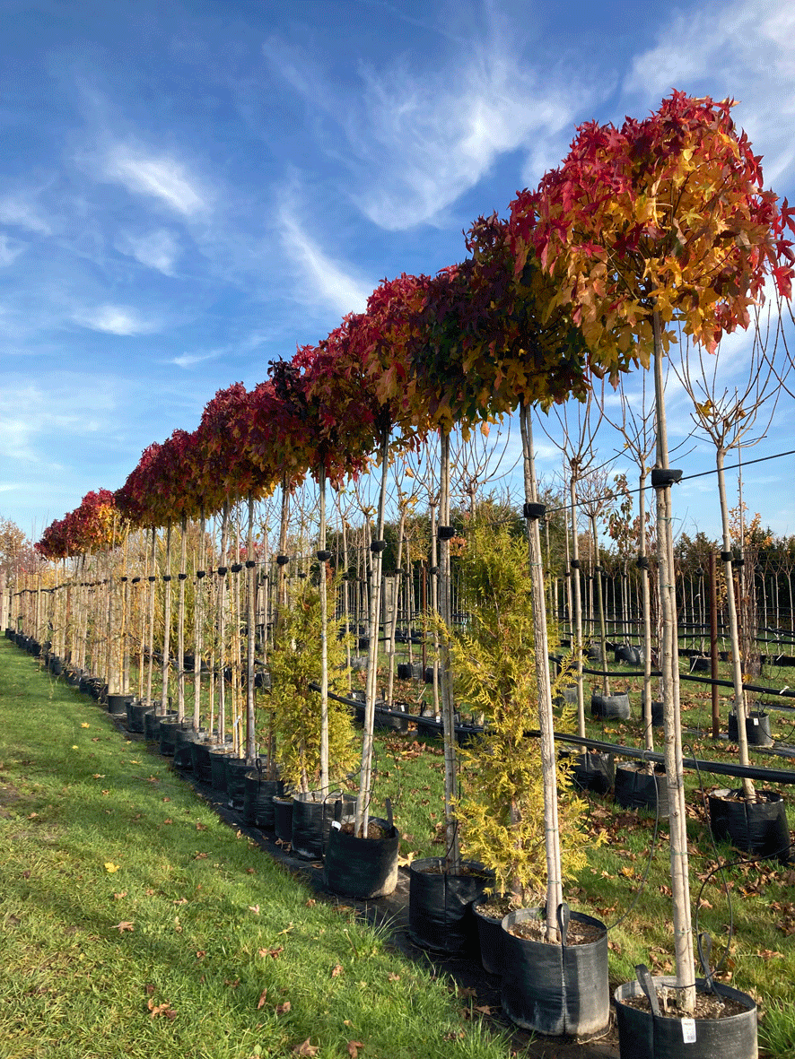 Baumschulen Nauen GmbH Herbstfärbung